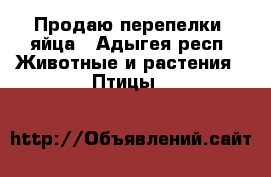  Продаю перепелки, яйца - Адыгея респ. Животные и растения » Птицы   